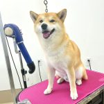 柴犬　happyくん