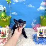 チワワ　かりんちゃん　