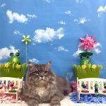 ねこ　サイベリアン　ソラちゃん