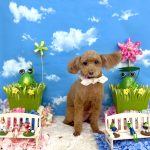 トイプードル　ドリーくん