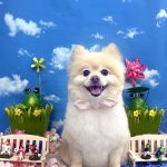 ポメラニアン　こうめちゃん