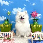 ポメラニアン　ゆきくん