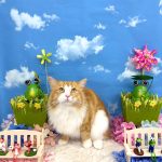 ねこ　ノルウェージャンフォレストキャット　ガブくん