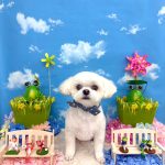 初めてご来店　マルチーズｘチワワ　まるくん　PV動画あり