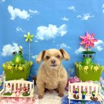 チワプー　クーくん