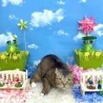 初めてご来店　ねこ　ラフィーちゃん