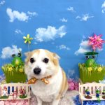 コーギーｘチワワ　もねちゃん　シルクパック
