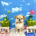 チワワ　まおくん　シルクパック