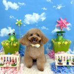 トイプードル　ぽんたくん　炭酸泉入浴