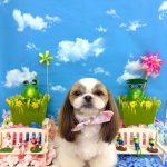 シーズー　マフィンちゃん