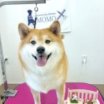 柴犬　なるちゃん