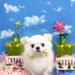 チワワ　おもちくん