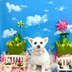 ポメｘプードル　はなちゃん　泥パック