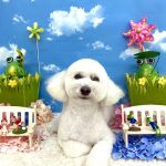 トイプードル　いぶくん