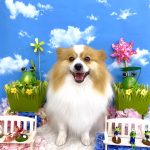 ポメラニアン　ルイくん