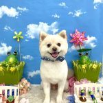 ポメラニアン　プー助くん