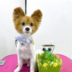 パピヨン　エマくん