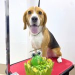ビーグル　ろくくん