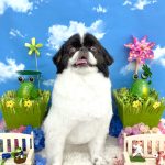 狆　福丸くん