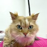 初めてご来店　ねこ　フィーゼくん
