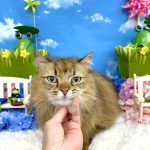 初めてご来店　ねこ　ビビくん