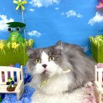 ねこ　マンチカン　アズキくん
