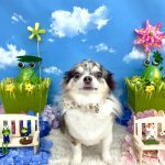 チワワ　虎愛（とあ）くん