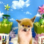 ポメラニアン　れおちゃん