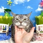 ねこ　アメリカンショートヘア　とらきちくん