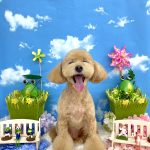 トイプードル　りなこちゃん