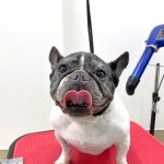 フレンチブルドッグ　ハルちゃん