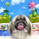 ペキニーズ　べあちゃん