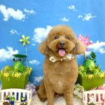 トイプードル　チョビくん　炭酸泉入浴