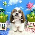 シーズー　マフィンちゃん