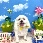 マルチーズ　ぺこくん