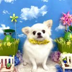 チワワ　おもちくん