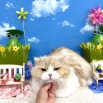 ねこ　スコティッシュフォールド　チャコちゃん