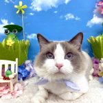 ねこ　ラグドール　アオくん