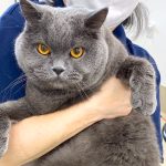 ねこ　ブリティッシュショートヘアー　ハルくん