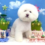 ビションフリーゼ　ラデュレくん