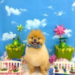ポメラニアン　天くん