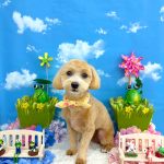 マルプー　ナラちゃん