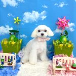 マルチーズ　ひなちゃん