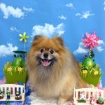 ポメラニアン　コロンちゃん