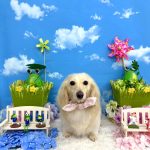 カニンヘンダックス　くうちゃん　シルクパック