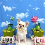 チワワ　のんちゃん　シルクパック