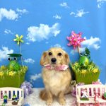 チワックス　みくちゃん　シルクパック
