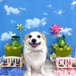 コーギーｘチワワ　もねちゃん　シルクパック