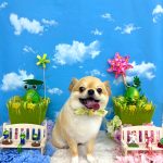 チワワ　まおくん　シルクパック
