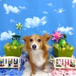 メルちゃん